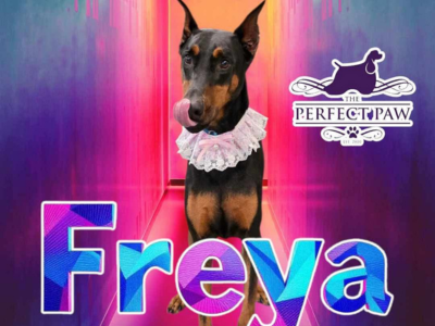 A Doberman with a lace collar stands in a colorful, neon-lit hallway. The words "The Perfect Paw" and "Freya"