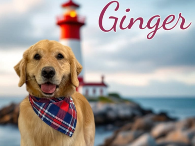 A golden retriever wearing a plaid bandana sits smiling in front of a blurred red and white lighthouse by the sea. The word "Ginger" is written above.