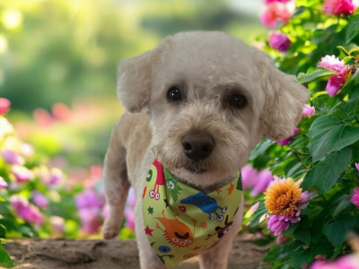 dog