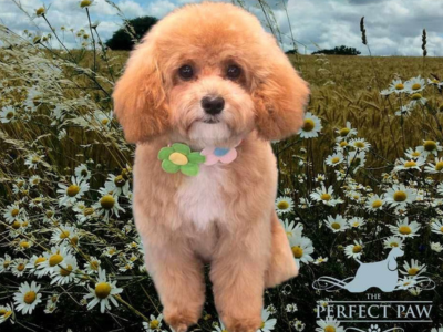 fluffy dog