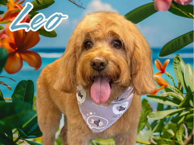 A fluffy brown dog with a cheerful expression and tongue out, wearing a patterned bandana, standing in front of tropical flowers with a blue ocean backdrop.