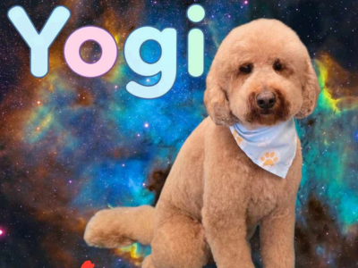 A fluffy, tan dog wearing a paw-printed bandana sits against a vibrant cosmic background. The word "Yogi" appears above.
