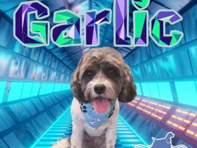 A small, happy dog with a blue bandana sits in a futuristic, glowing tunnel. Above, bold text reads "Garlic" in vibrant colors.