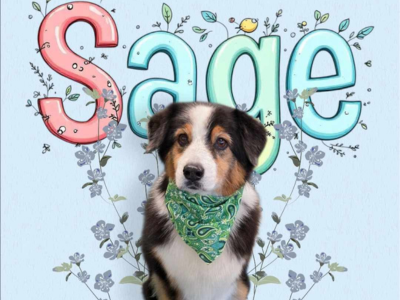 A dog with a green bandana sits in front of colorful letters spelling “Sage,” surrounded by floral and leaf illustrations on a light blue background.